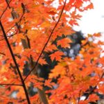Foliage: 5 curiosità sullo spettacolo della natura in autunno